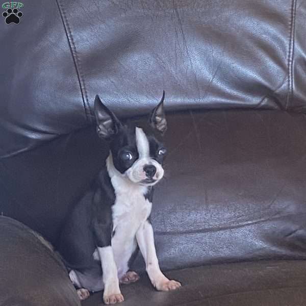 Teeny, Boston Terrier Puppy