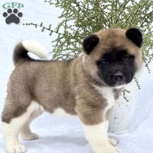 Felicity, Akita Puppy