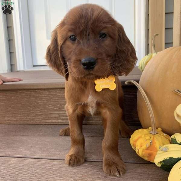 Dublin, Irish Setter Puppy