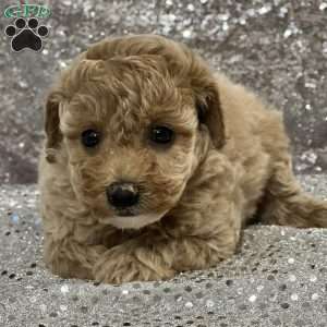 Smiley, Bich-Poo Puppy