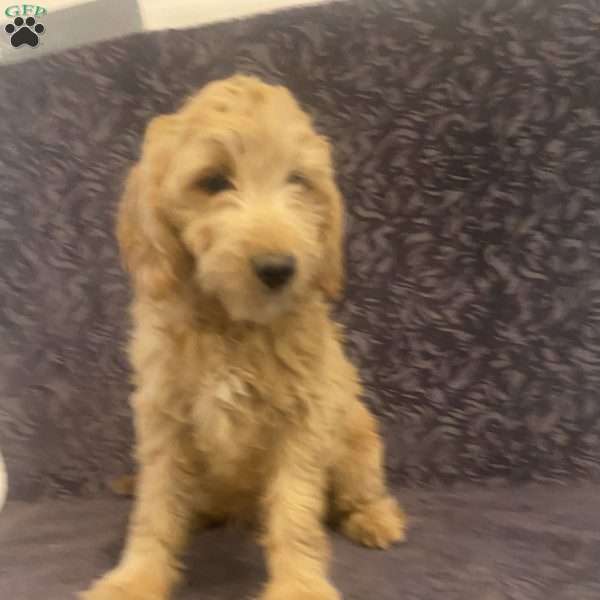 Skylar, Mini Goldendoodle Puppy