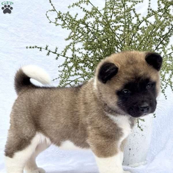 Felicity, Akita Puppy