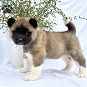 Felicity, Akita Puppy