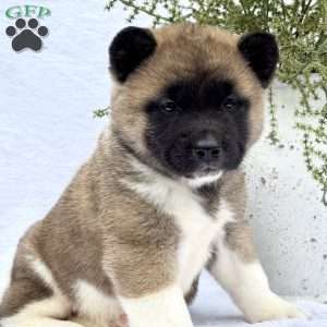 Felicity, Akita Puppy