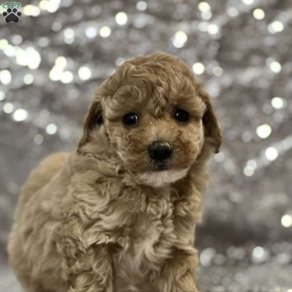 Smiley, Bich-Poo Puppy