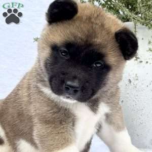 Felicity, Akita Puppy