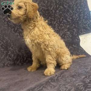Skylar, Mini Goldendoodle Puppy