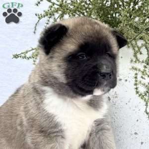 Fawn, Akita Puppy