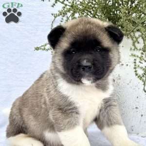 Fawn, Akita Puppy