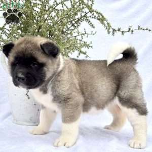 Fawn, Akita Puppy
