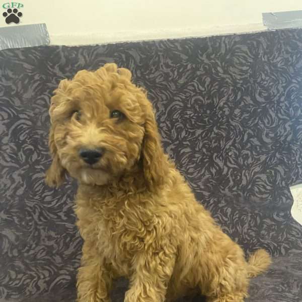 Shane, Mini Goldendoodle Puppy