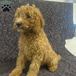 Shane, Mini Goldendoodle Puppy