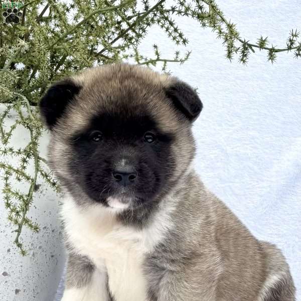 Fawn, Akita Puppy