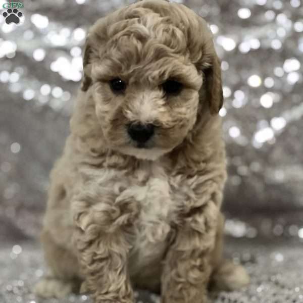 Sarah, Bich-Poo Puppy