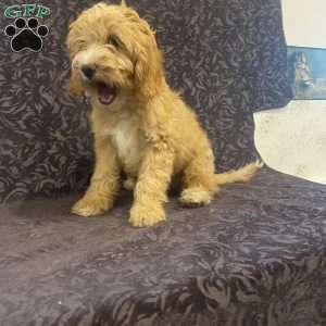 Sandy, Mini Goldendoodle Puppy
