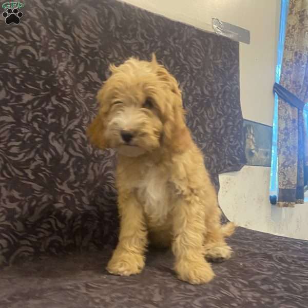 Sandy, Mini Goldendoodle Puppy