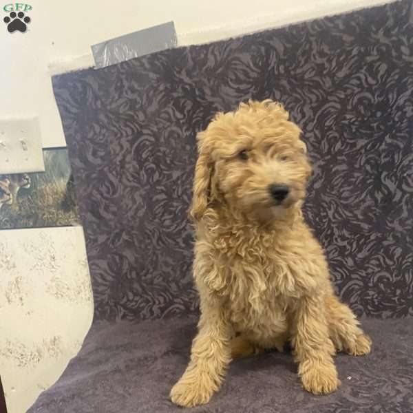 Sue, Mini Goldendoodle Puppy