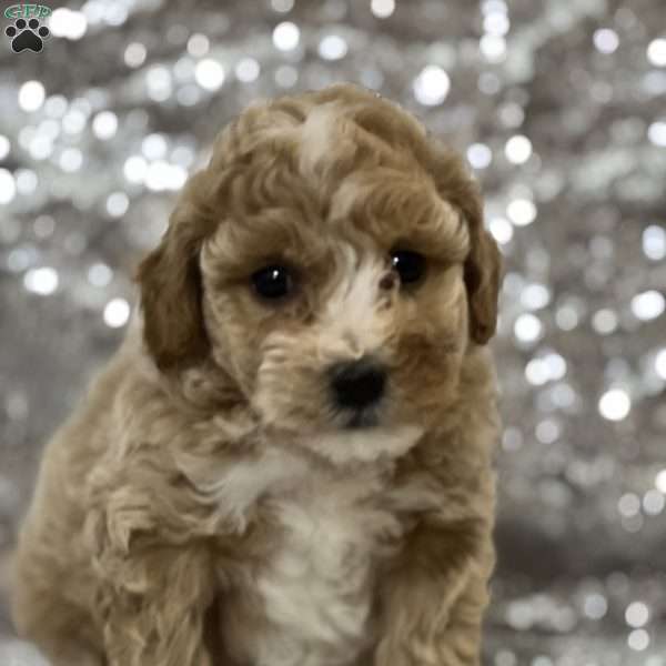 Simon, Bich-Poo Puppy