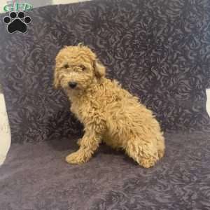 Sue, Mini Goldendoodle Puppy