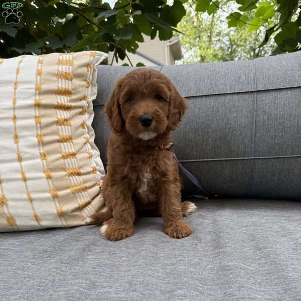 Wednesday, Irish Doodle Puppy