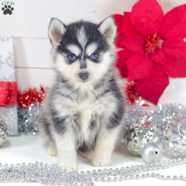 Tessa, Pomsky Puppy