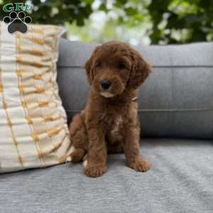 Wednesday, Irish Doodle Puppy