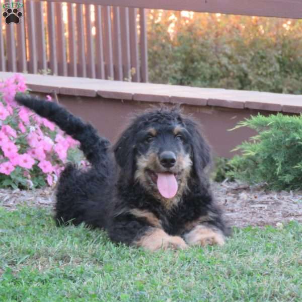 Flint, Bernedoodle Puppy