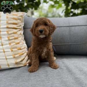 Wednesday, Irish Doodle Puppy