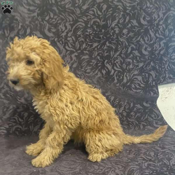 Sara, Mini Goldendoodle Puppy