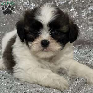 Angel, Teddy Bear Puppy