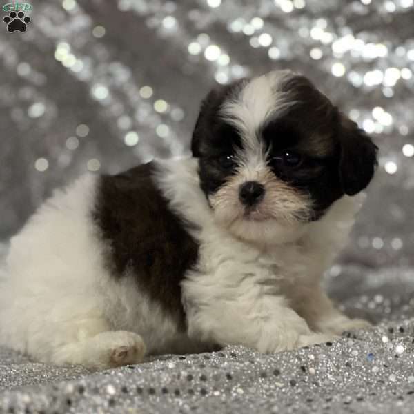 Angel, Teddy Bear Puppy