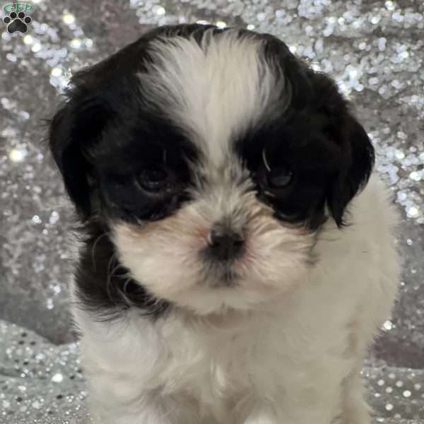 Autum, Teddy Bear Puppy