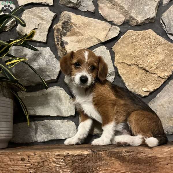 Jellybean, Welsh Corgi Mix Puppy