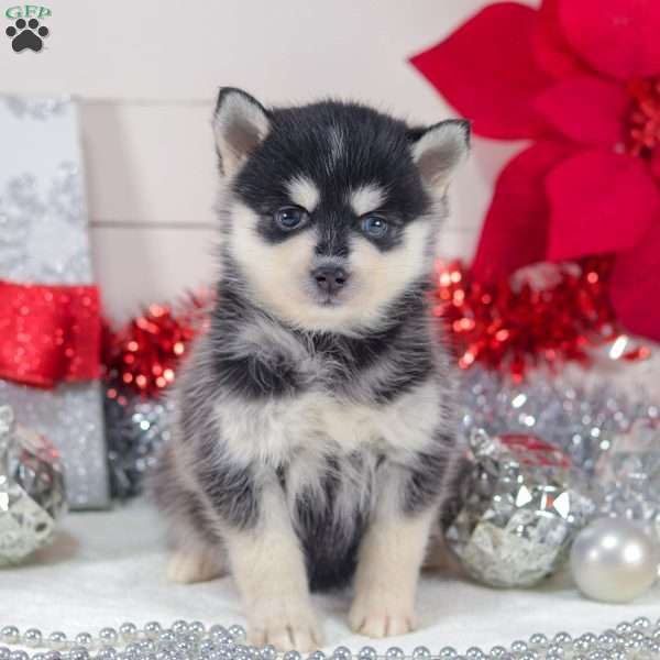Trixie, Pomsky Puppy