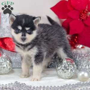 Trixie, Pomsky Puppy