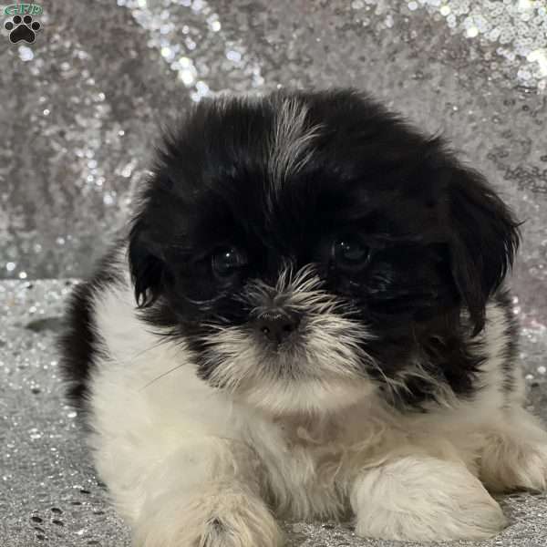 Amelia, Teddy Bear Puppy