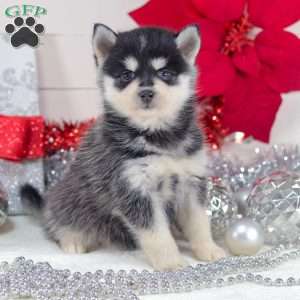 Trixie, Pomsky Puppy