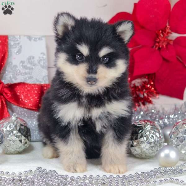 Timber, Pomsky Puppy