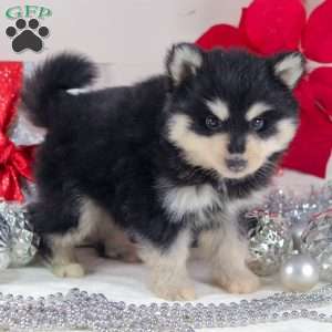 Timber, Pomsky Puppy