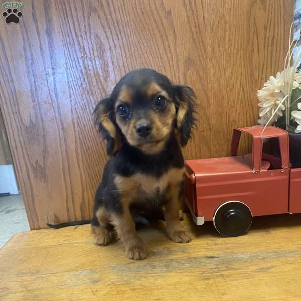 Lukas, Cavalier King Charles Mix Puppy