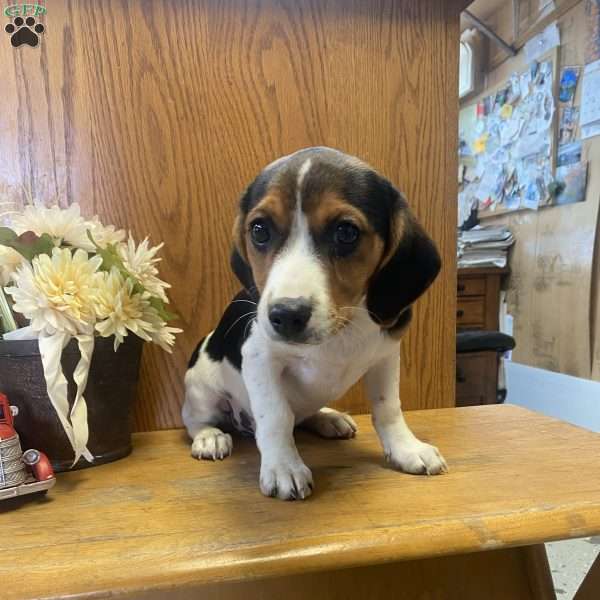 Linford, Cavalier King Charles Mix Puppy