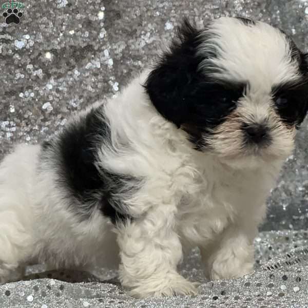 Apple, Teddy Bear Puppy