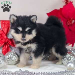 Timber, Pomsky Puppy