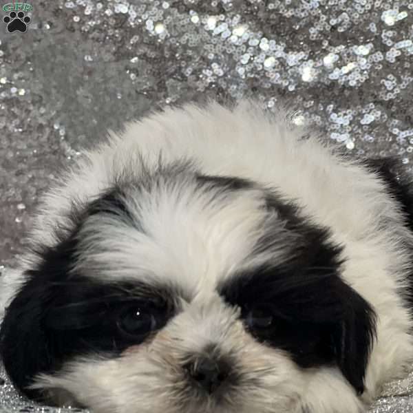 Amara, Teddy Bear Puppy