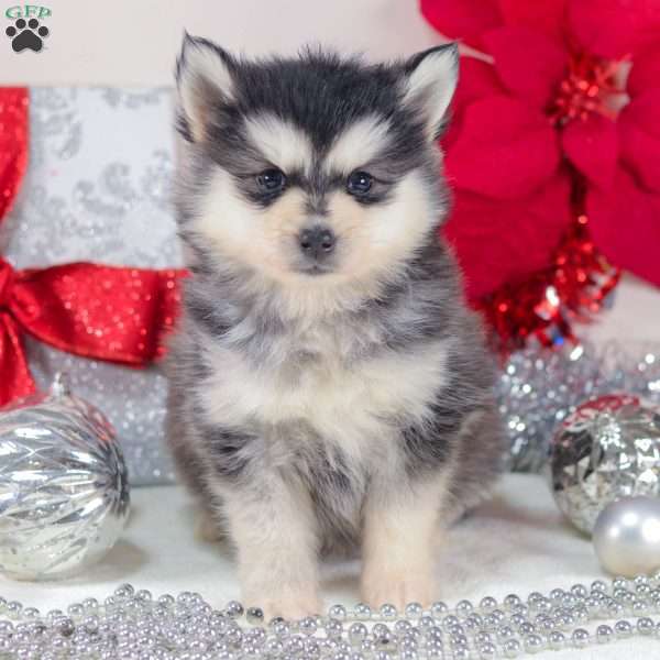 Tundra, Pomsky Puppy