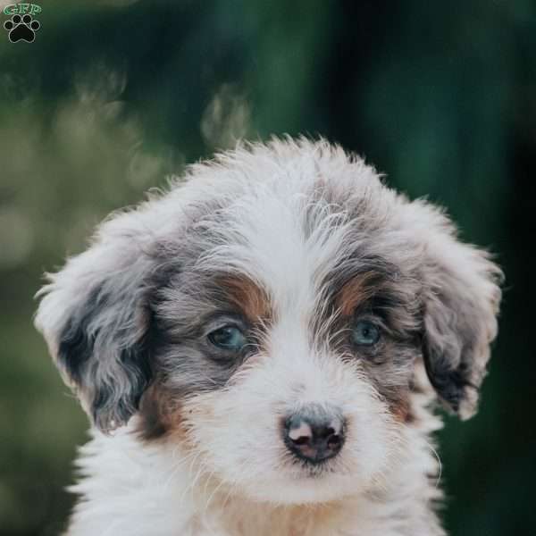 Pam, Mini Bernedoodle Puppy