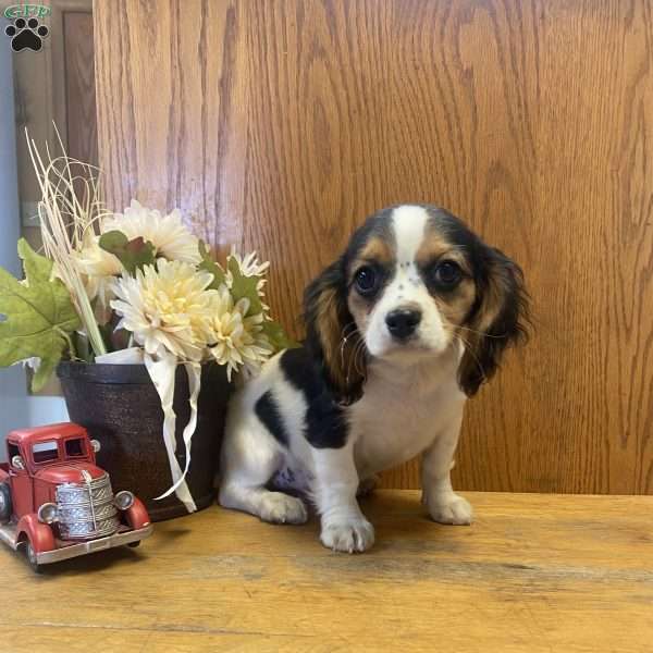 Lucky, Cavalier King Charles Mix Puppy