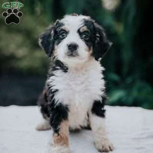 Penny, Mini Bernedoodle Puppy