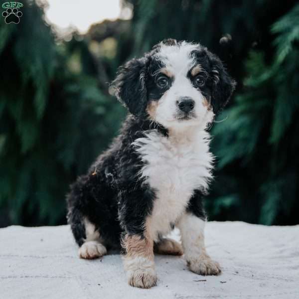 Penny, Mini Bernedoodle Puppy