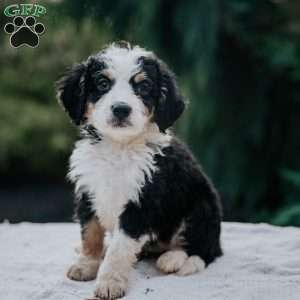 Penny, Mini Bernedoodle Puppy